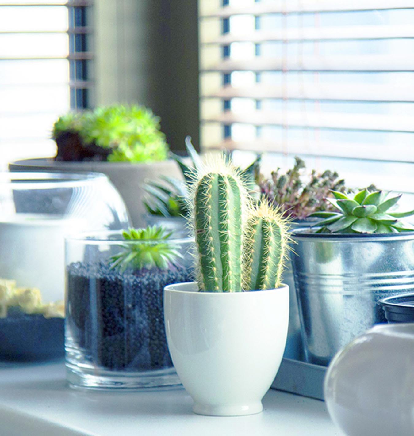 Cactus and succulents sitting on a counter