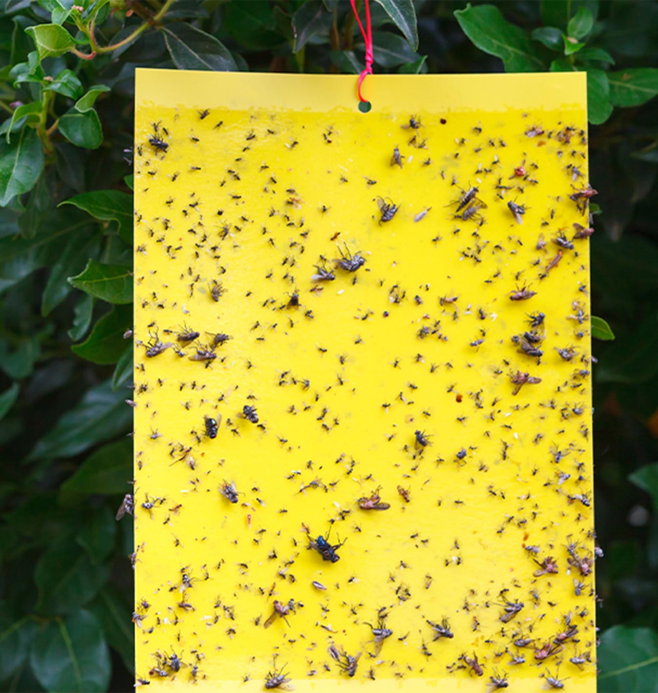 How To Get Rid Of Fungus Gnats In A Greenhouse