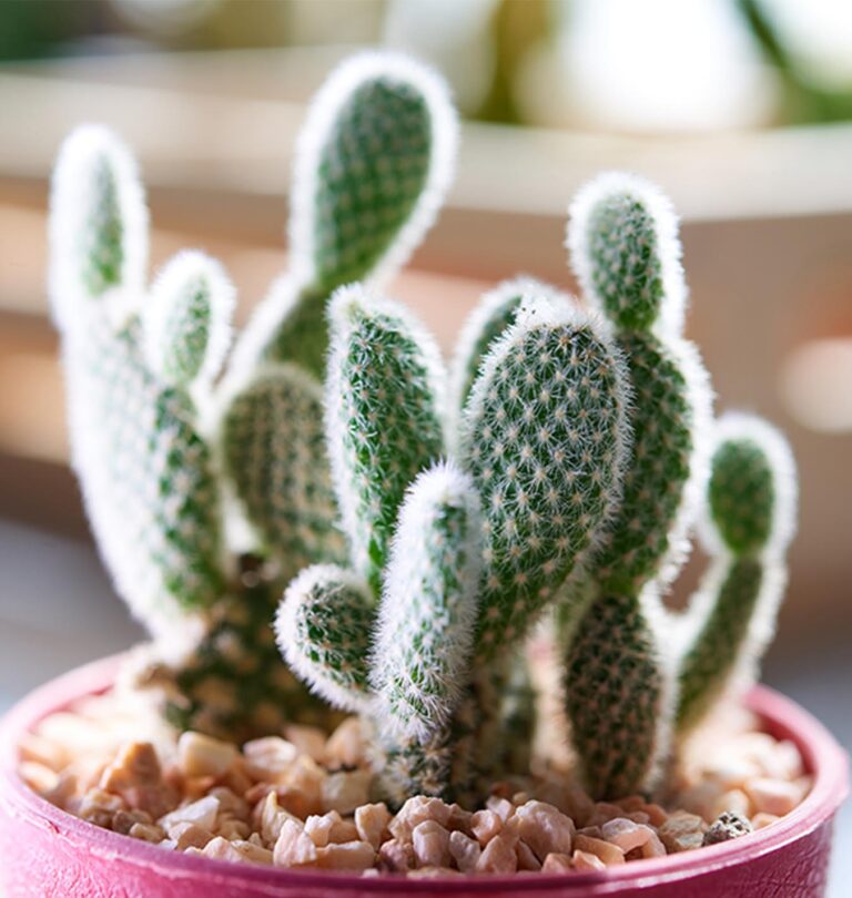 cactus care tips