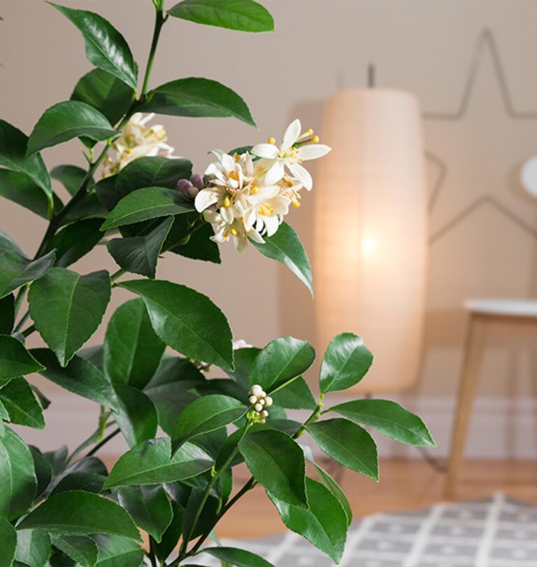 indoor citrus plants