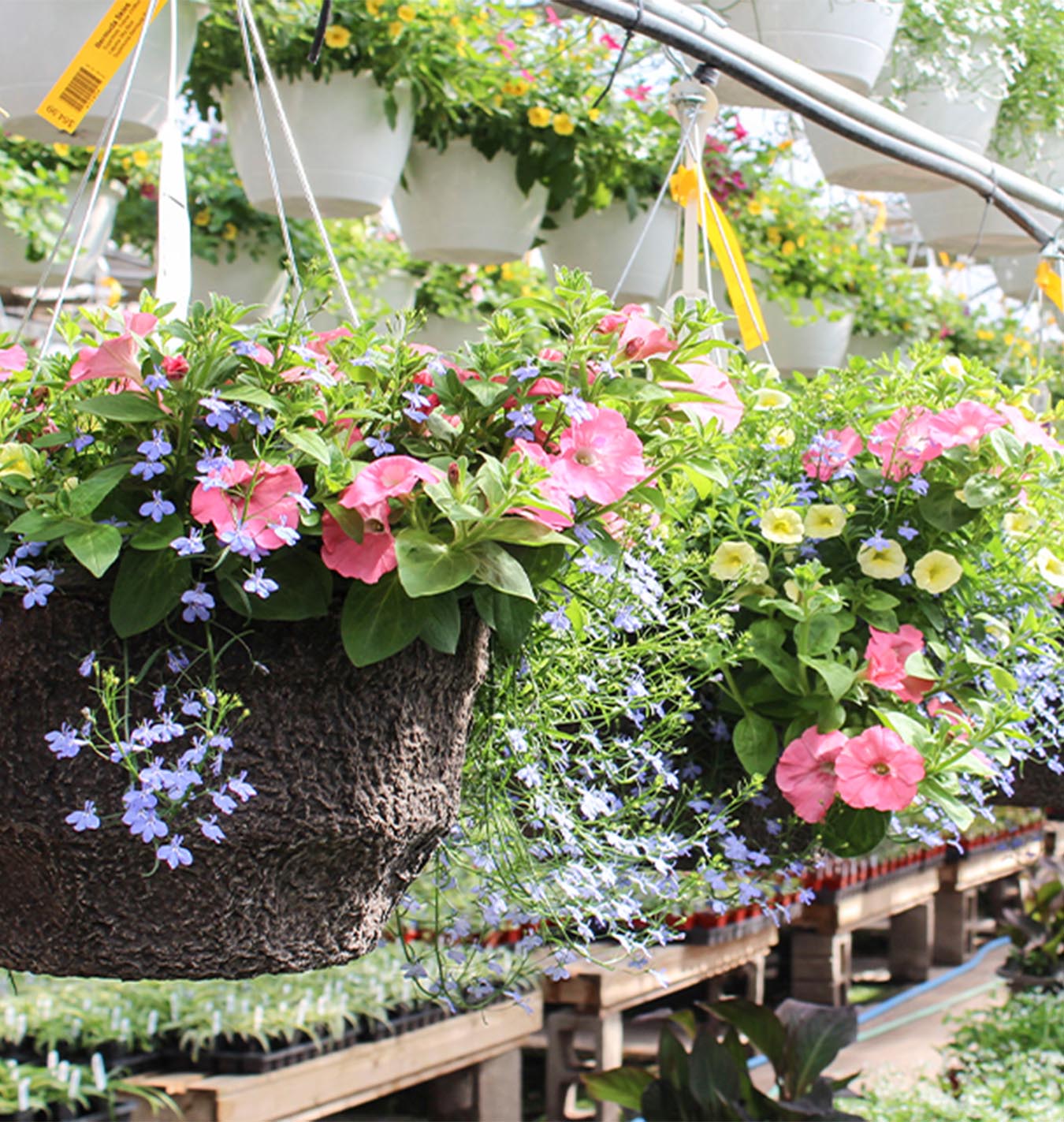 perfect hanging baskets