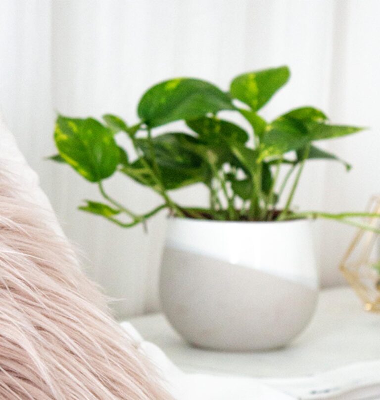 houseplants for the bedroom