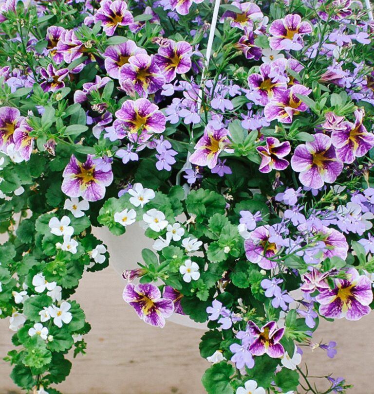 hanging baskets