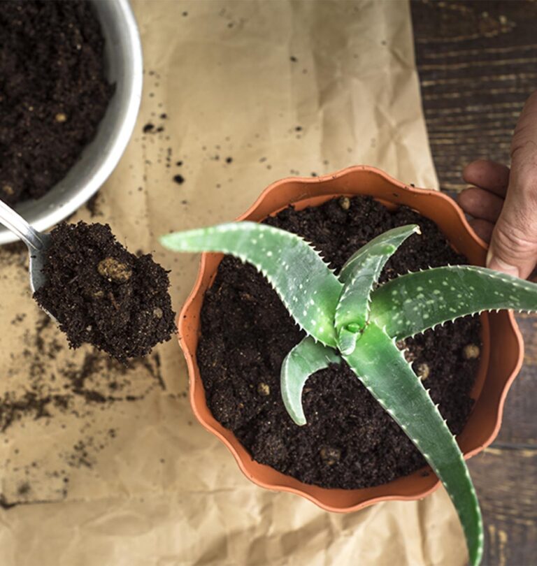 Dying houseplant feature