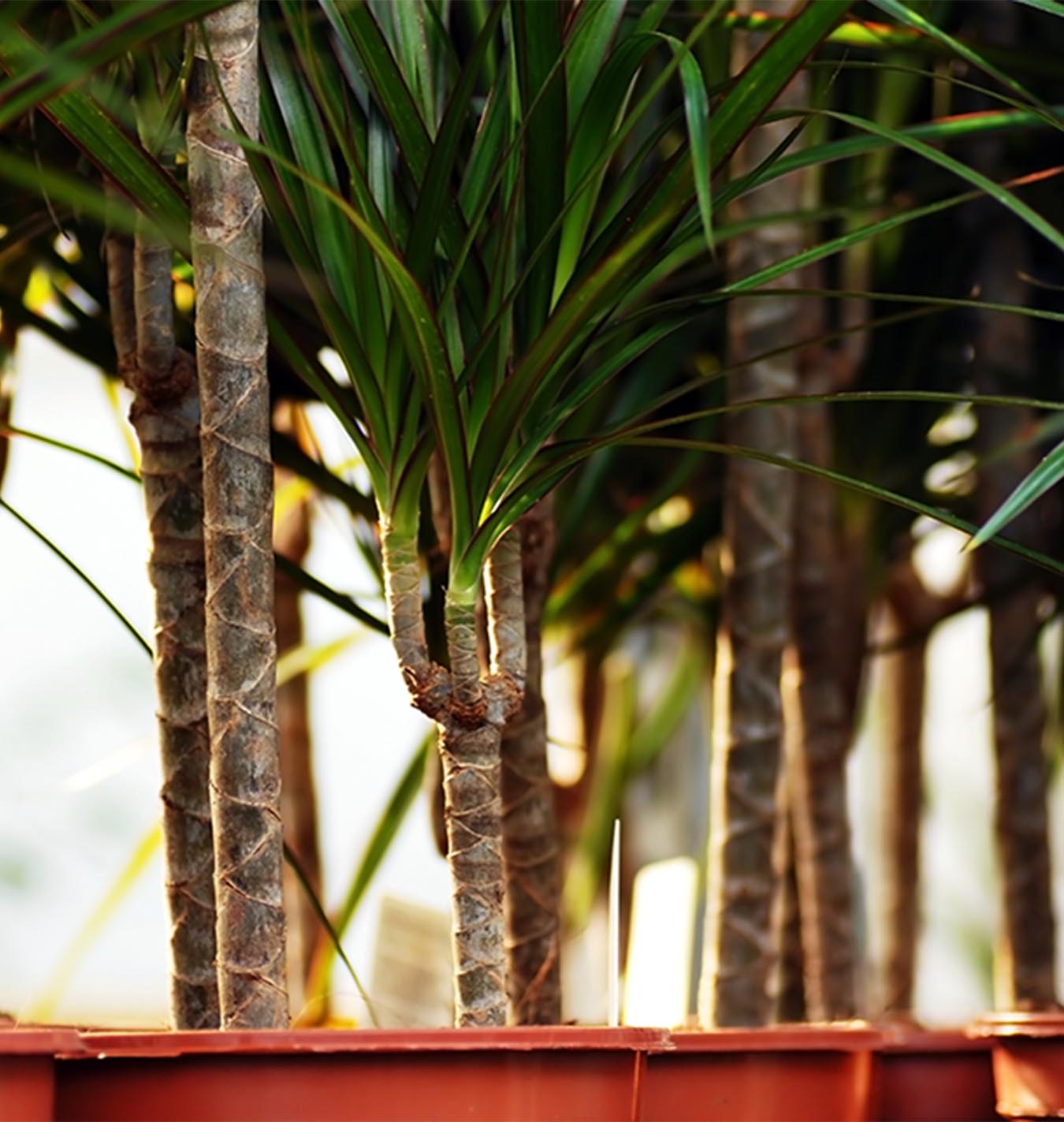 How to care for dragon tree