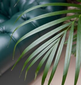 tropical palms to cure winter blues