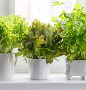 grow the best indoor herbs