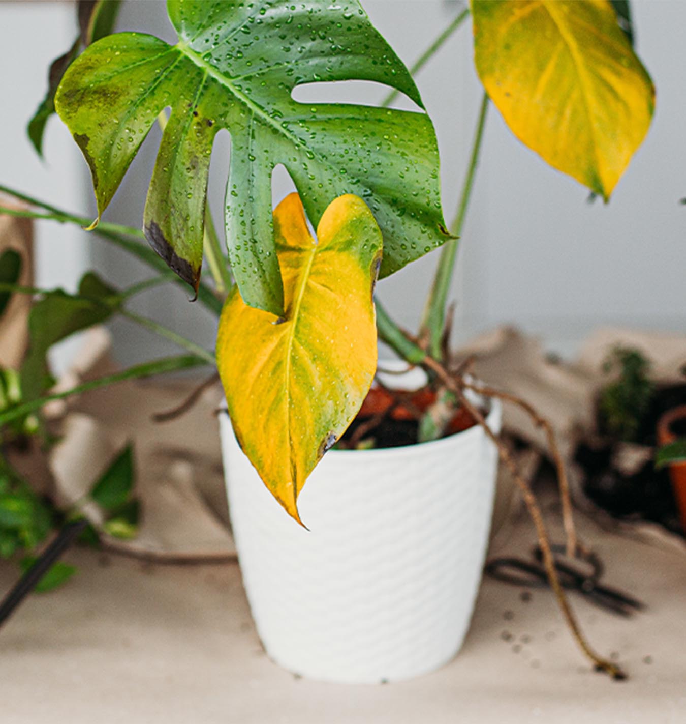 Treating the soil of your house plants before bringing indoors