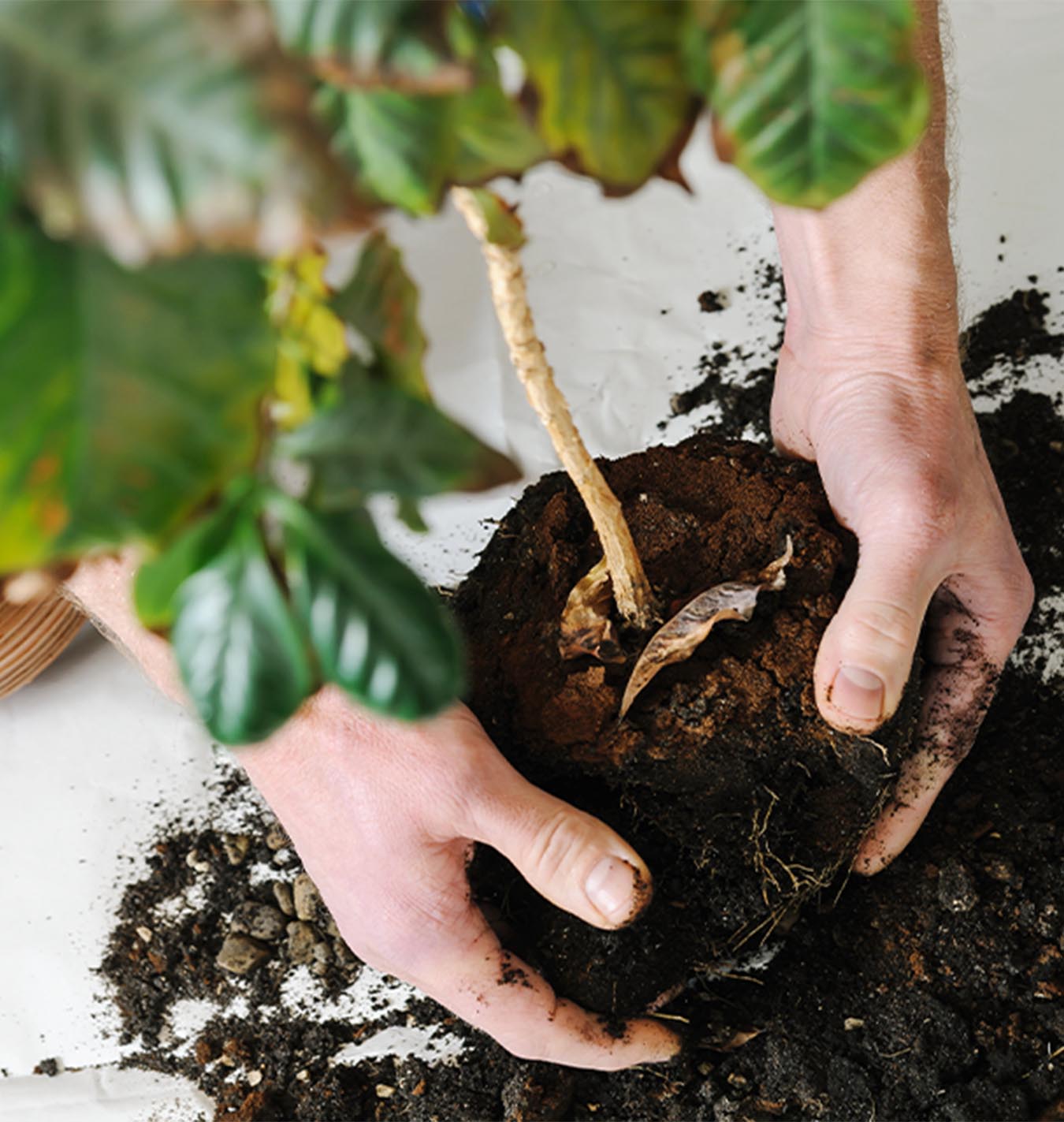 How to transplant a houseplant