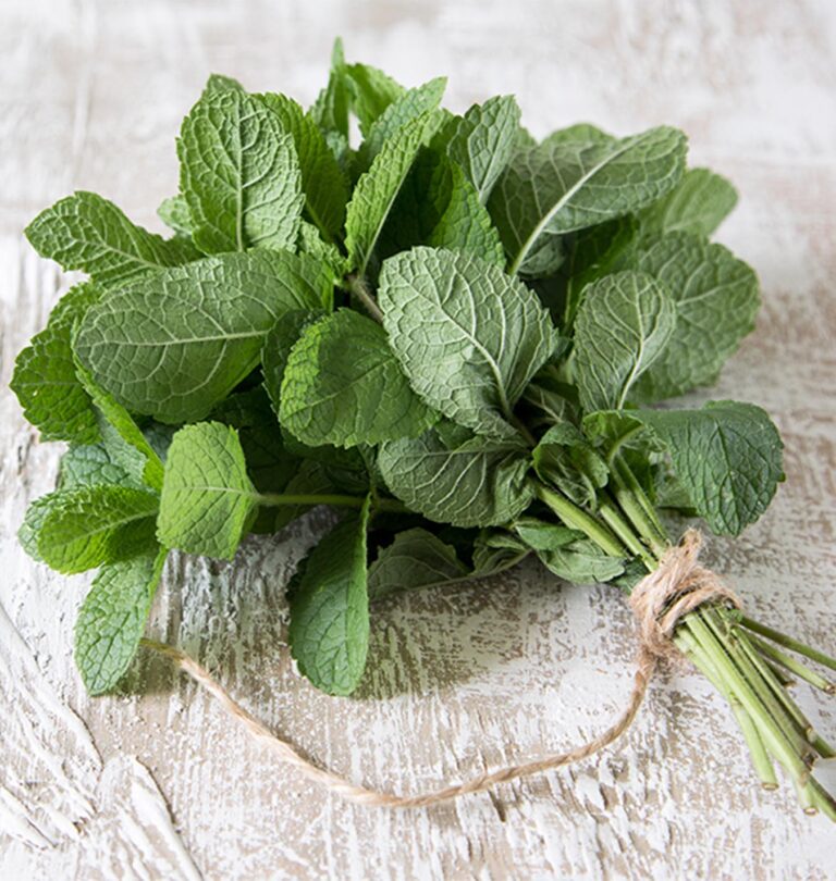 Growing Mint