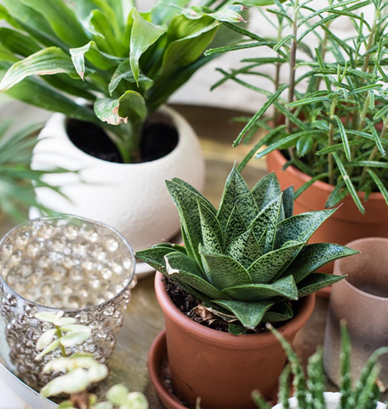 The Dos and Don’ts of Bringing Houseplants Outside Salisbury Greenhouse