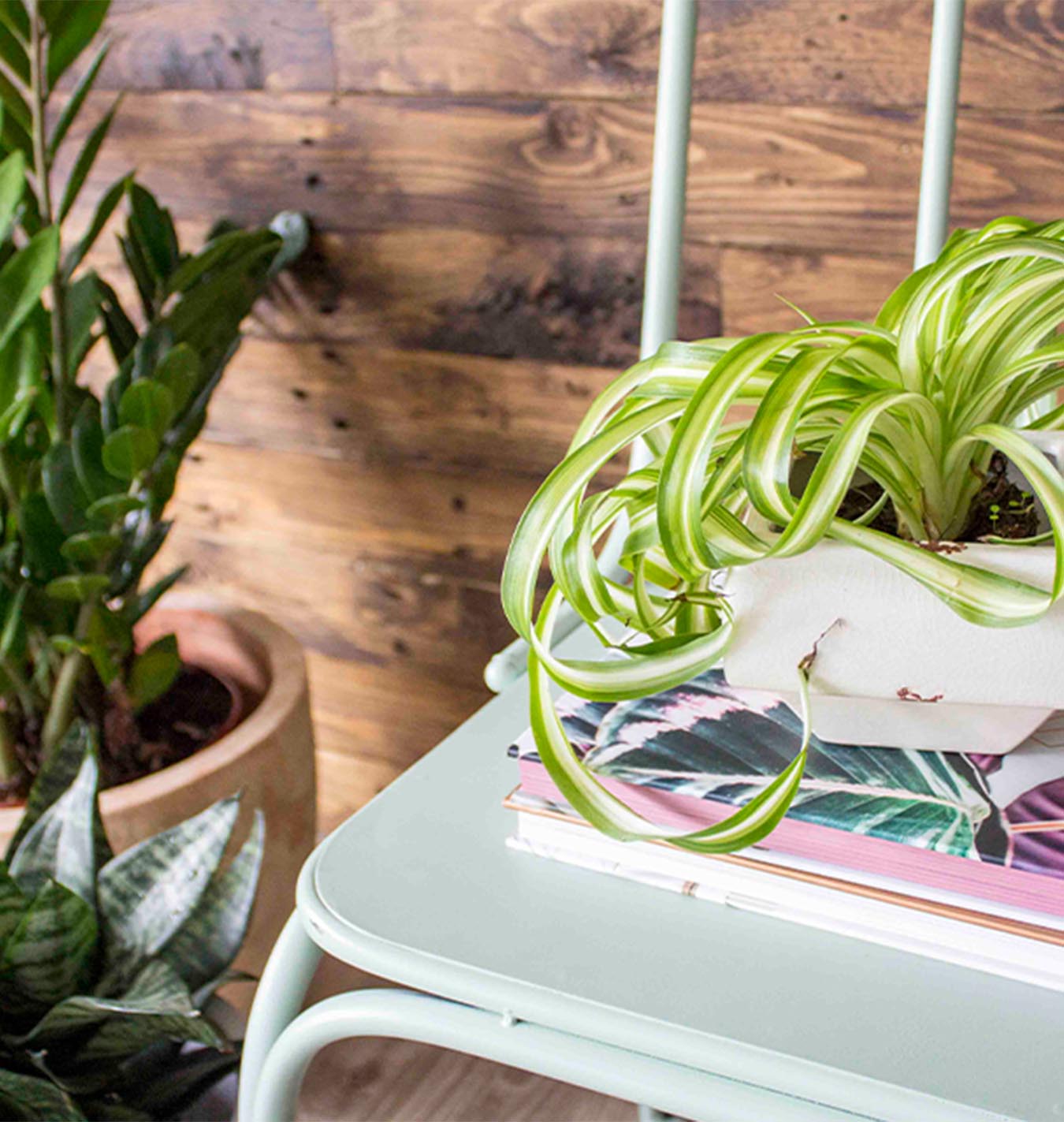 Holiday Proofing Your Houseplants