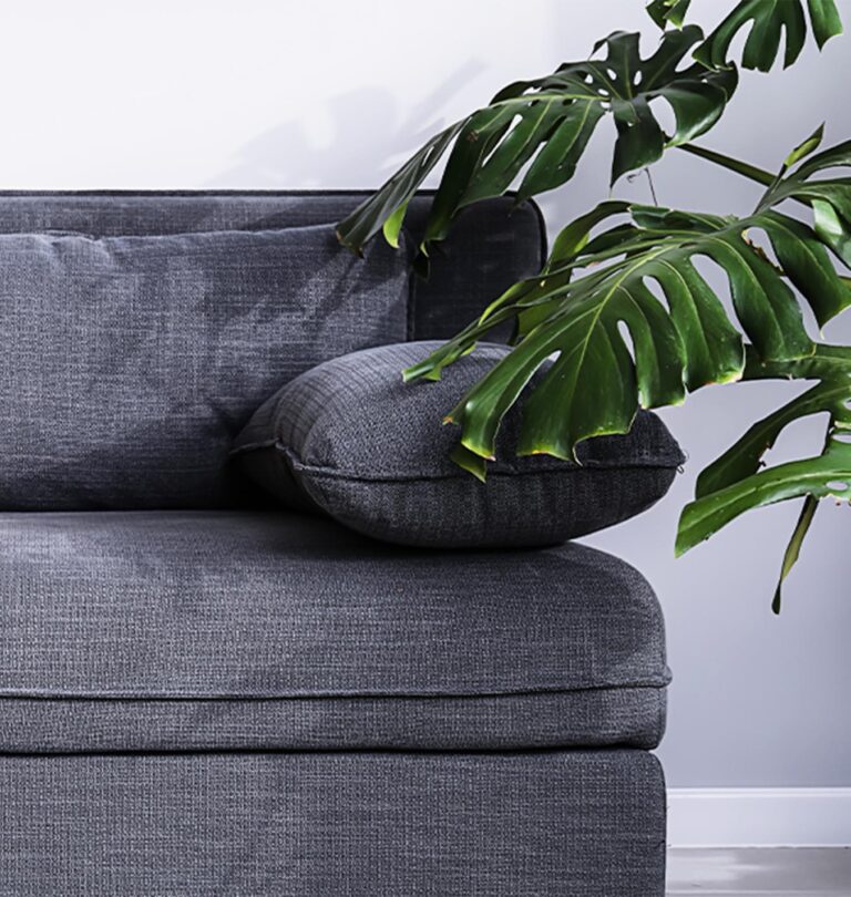 Guide to Houseplants