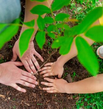 Fall planting care guide