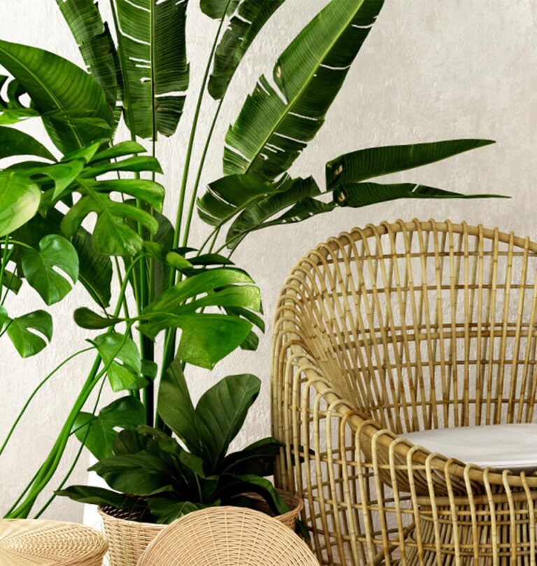 Houseplants to Love