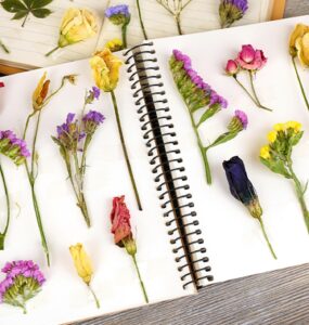 Create a houseplant journal