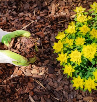 Tender Perennial Care