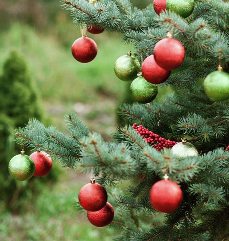 Christmas Plant Legends