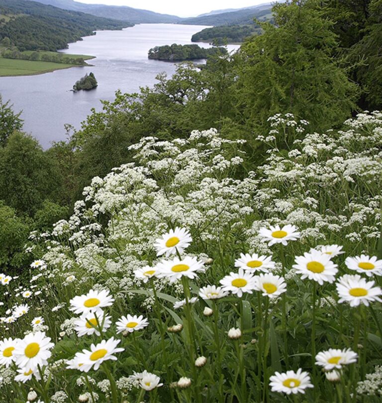 Mother Nature Planting
