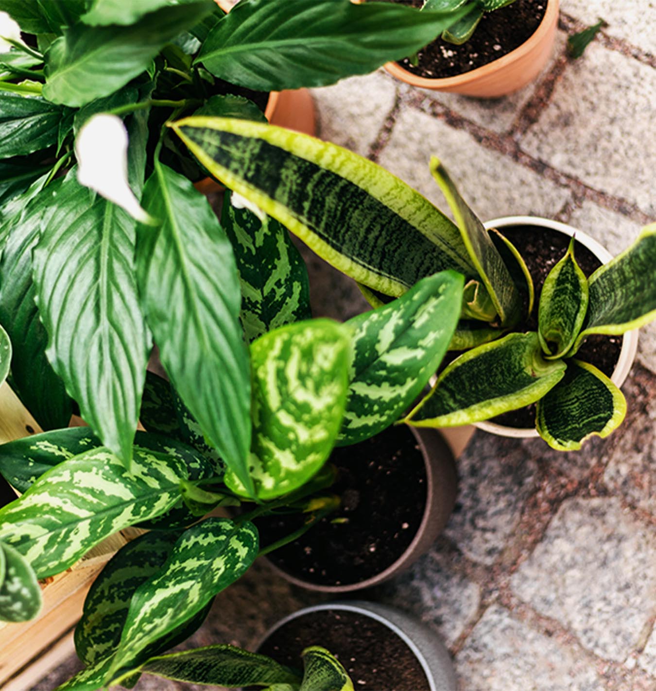 Gift Guide for Potted Plants