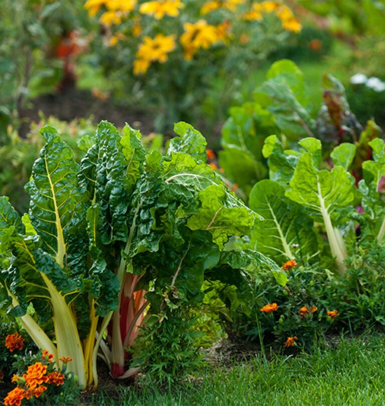 Less lawn, more veggies