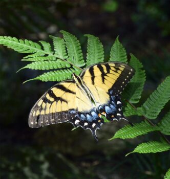 Butterfly Gardening 101