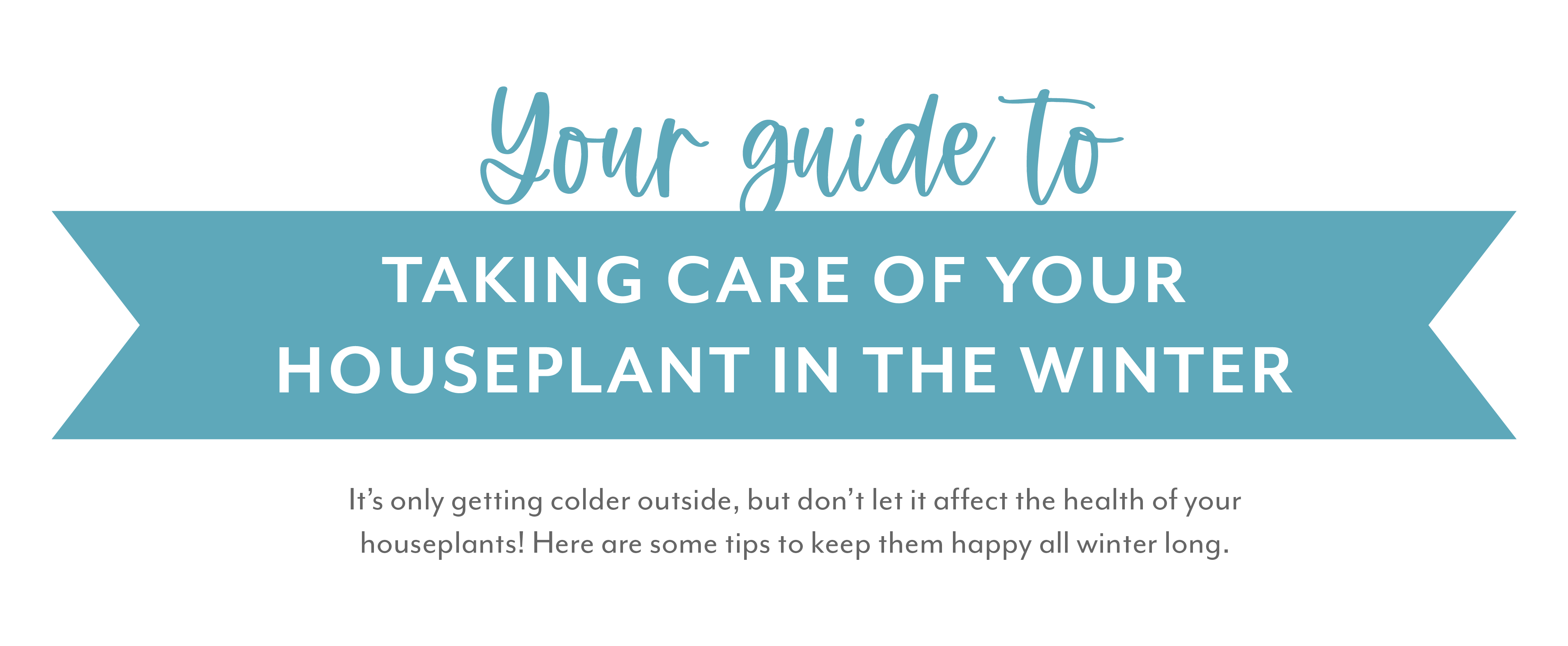 Salisbury Greenhouse | Your Guide to Taking Care of Your Houseplant in the Winter