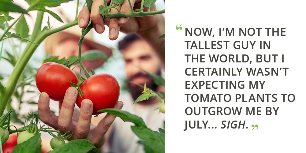 lessons from first time gardeners growing tall tomatoes quote