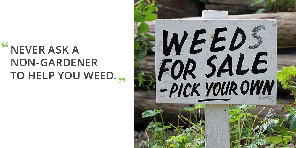 lessons from first time gardeners weeds for sale quote