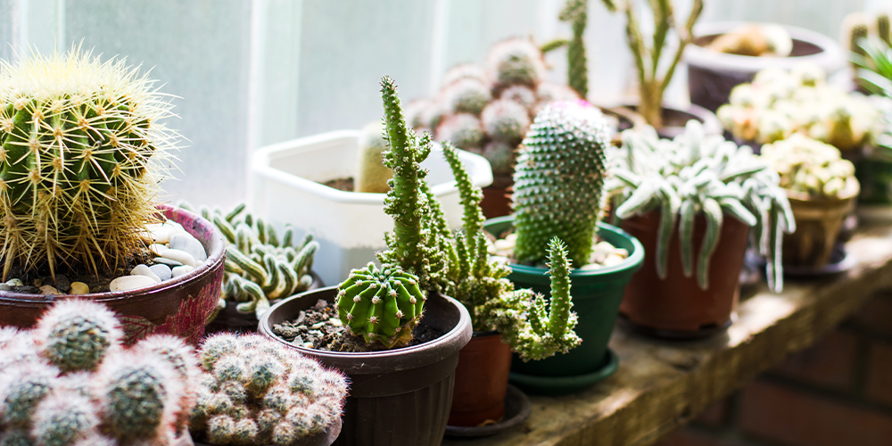 holiday proofing your houseplants cacti
