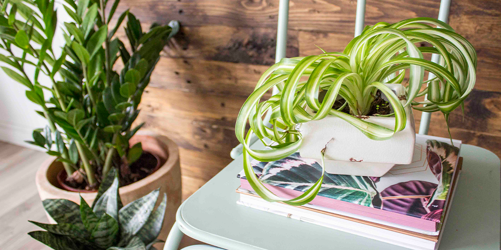 holiday proofing your houseplants main