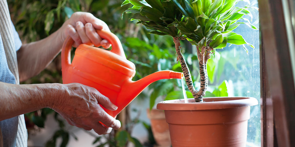 holiday proofing your houseplants watering