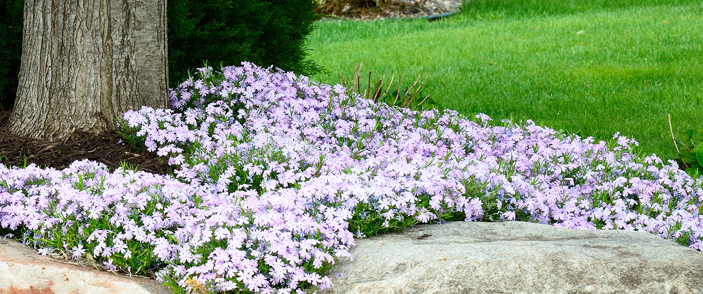 Salisbury Greenhouse - Sherwood Park & Edmonton