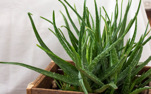 Houseplants for the Bedroom - Salisbury Greenhouse - Blog