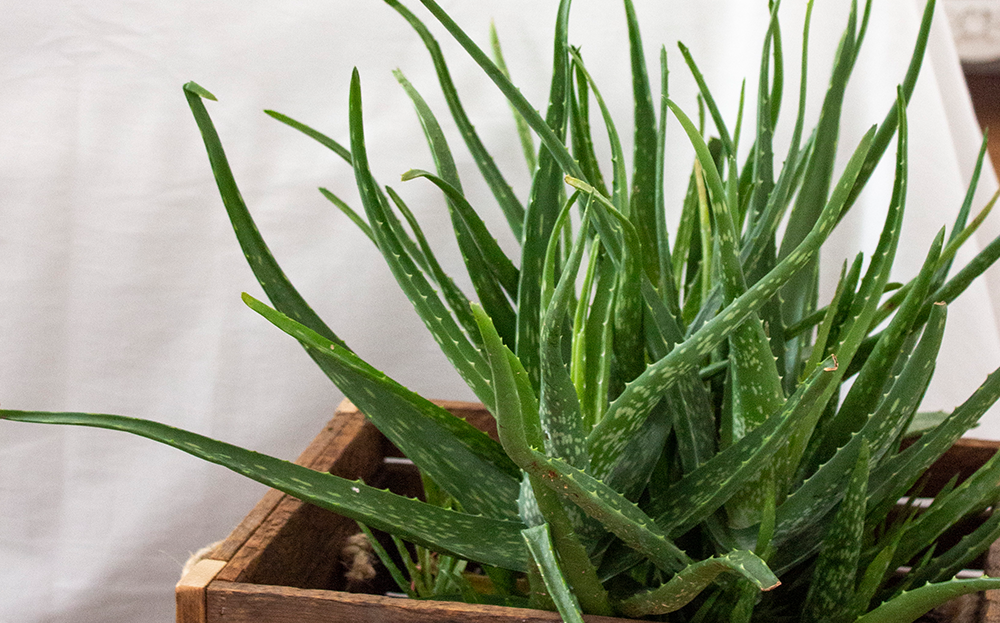 aloe plant for the bedroom