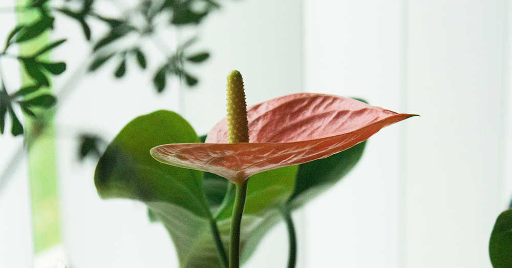 anthurium plant for the bedroom