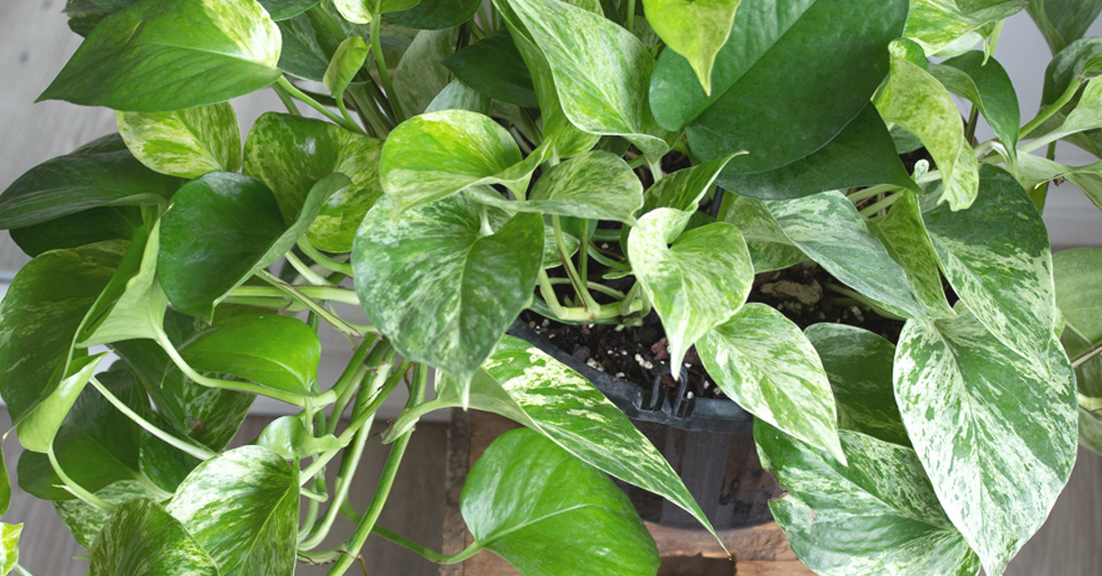 golden pothos plant for the bedroom