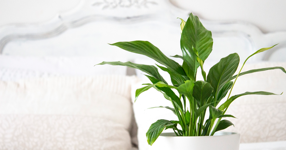 Houseplants for the Bedroom - Salisbury Greenhouse - Blog