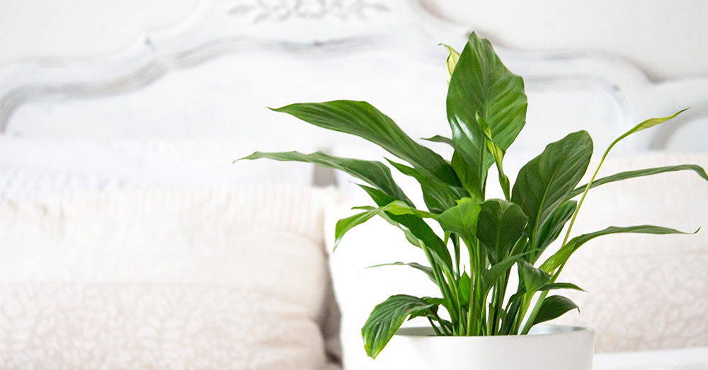 peace lily plant for the bedroom