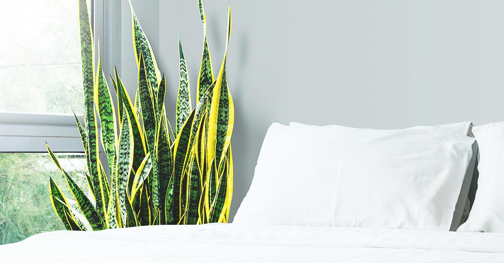 snake plant for the bedroom