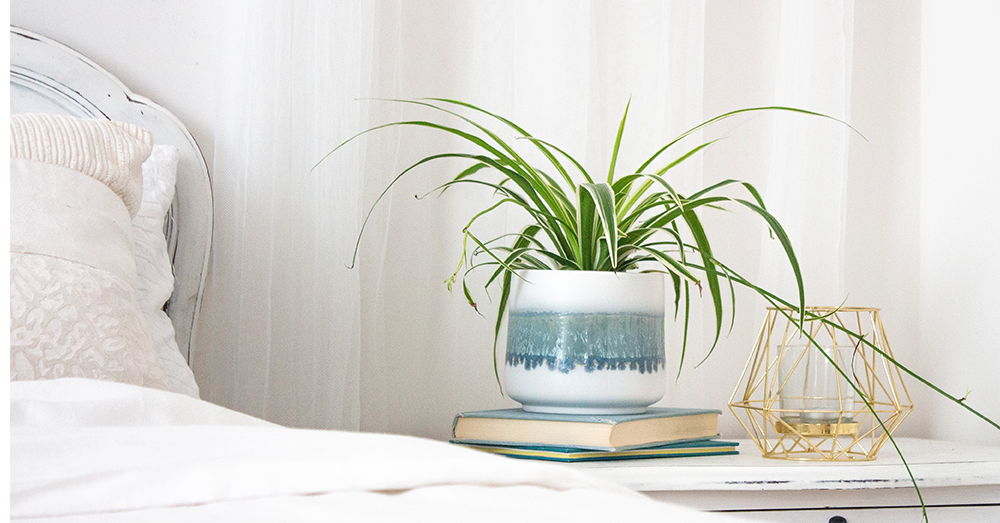 spider plant for the bedroom