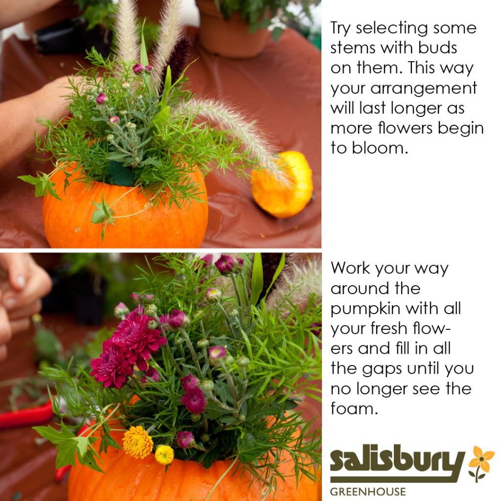Instructions to create a Pumpkin Centerpiece | Salisbury Greenhouse - St. Albert, Sherwood Park