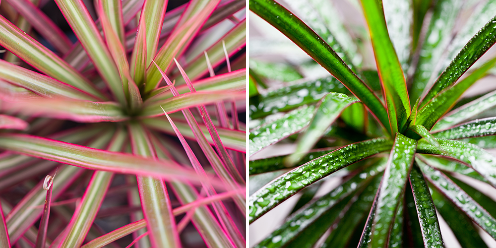 How to Care for Dragon Tree dracaena leaves