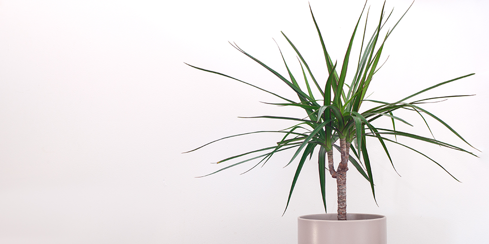 How to Care for Dragon Tree dracaena potted