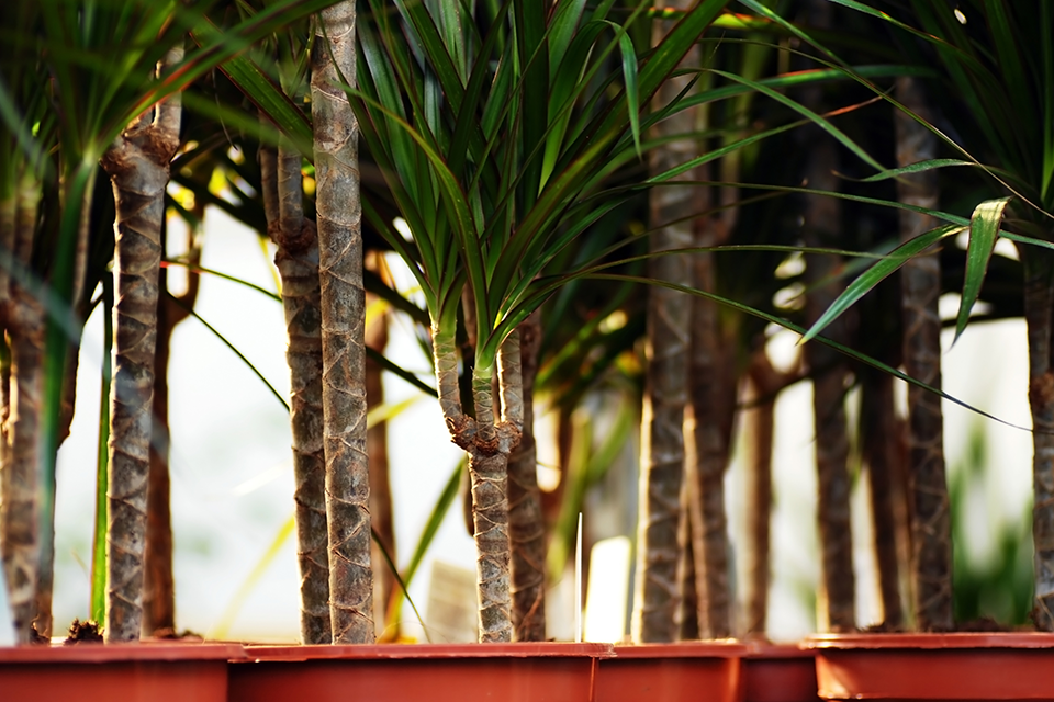 How to Care for Dragon Treefeature Salisbury Greenhouse