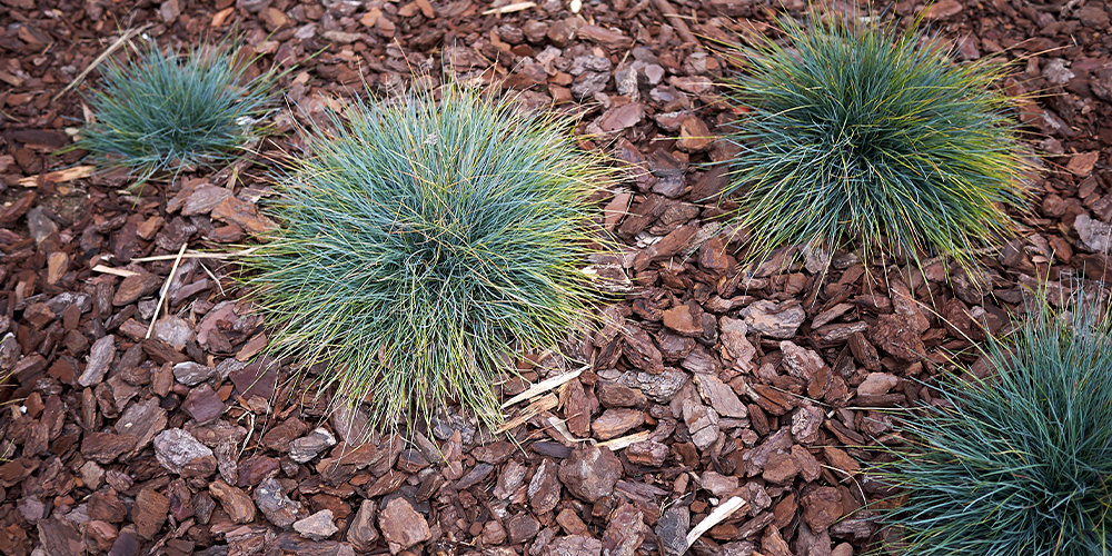 blue fescue grass with natural mulch