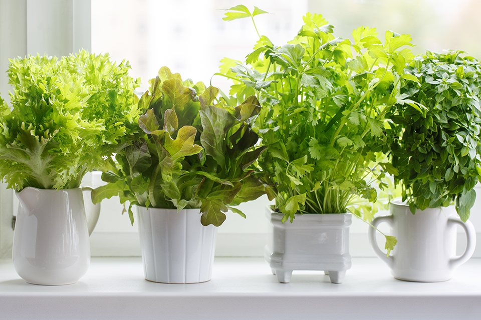How To Grow The Best Indoor Herb Garden Ever Salisbury Greenhouse