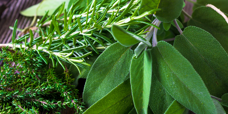 How To Grow The Best Indoor Herb Garden Ever - Salisbury Greenhouse