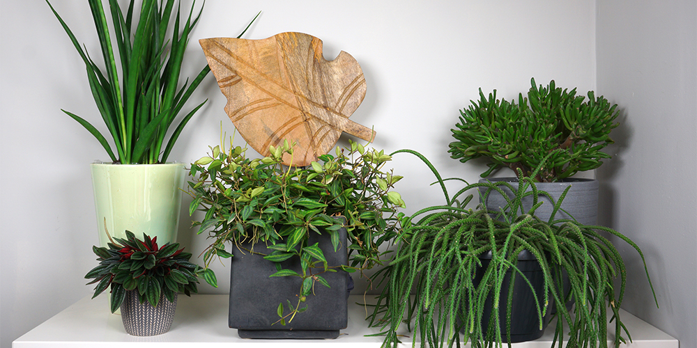 Moving plants indoors for winter