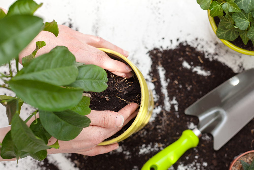 Repotting Houseplant